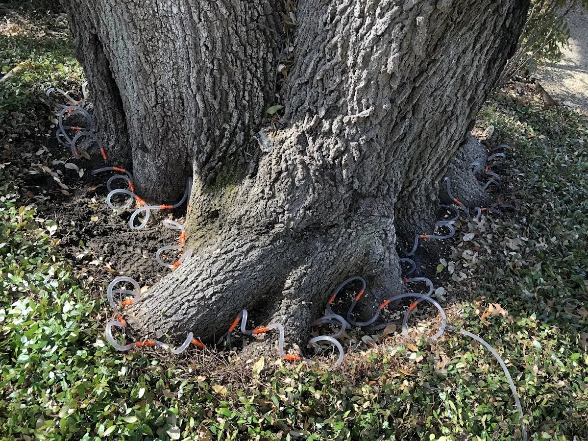 Detailed Tree Cabling and Bracing job site in Santa Clarita
