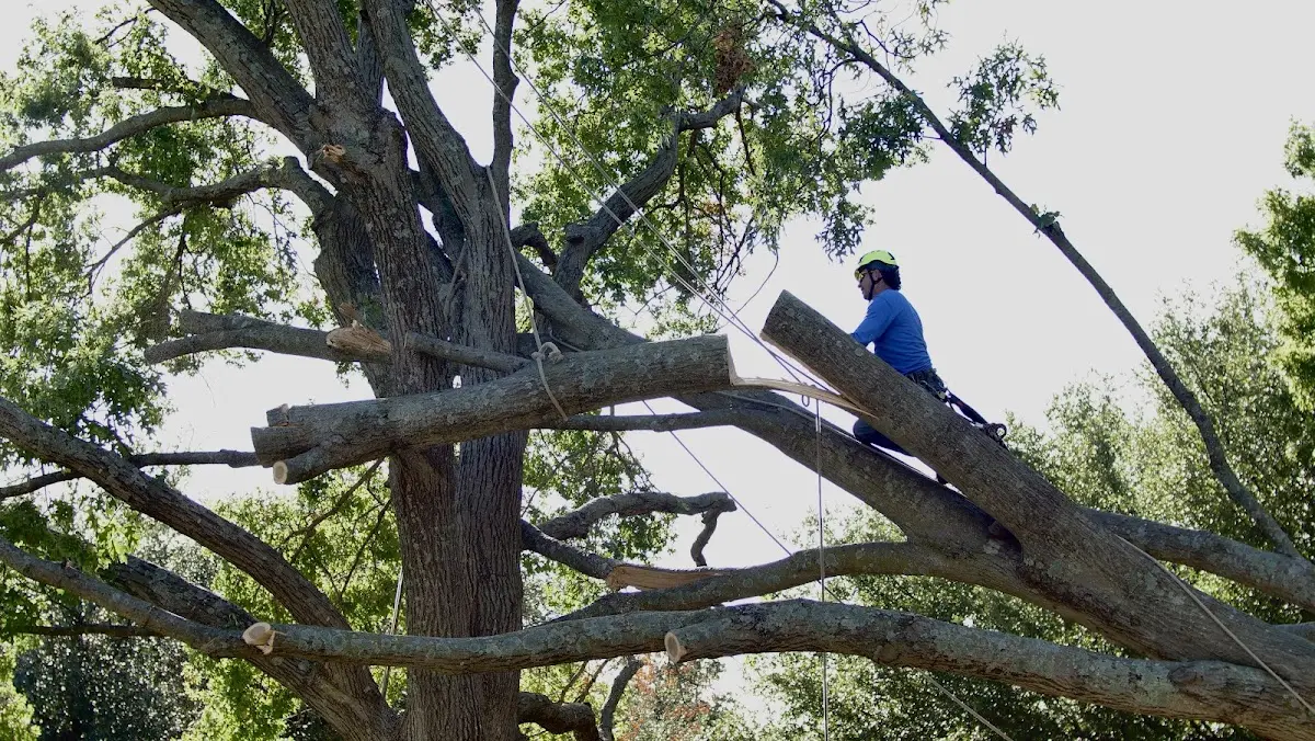 Professional Crown Thinning performed by certified arborists in Santa Clarita